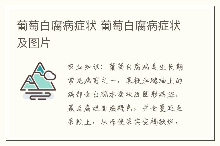 葡萄白腐病症状 葡萄白腐病症状及图片