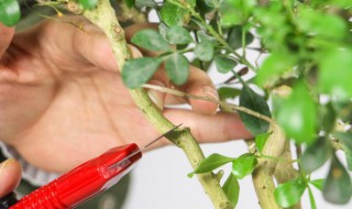 米兰花春天的养护和管理 米兰花春天如何养护和管理