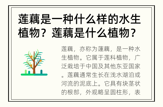 莲藕是一种什么样的水生植物？ 莲藕是什么植物？