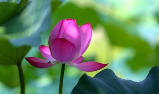 芙蓉怎么读 涉江采芙蓉怎么读