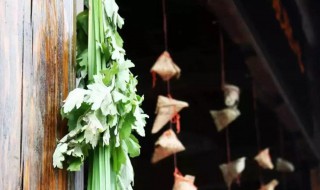为什么端午节挂菖蒲 端午节为什么挂菖蒲
