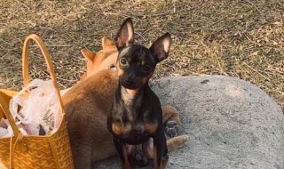 小鹿犬怎么养 小鹿犬怎么养?