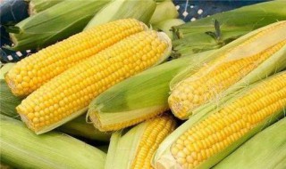 嫩玉米如何保存方法 嫩玉米保存方法简单介绍