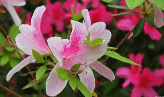 杜鹃花的养殖方法技巧 杜鹃花怎么养