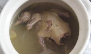鸽子汤能放香菜吗 鸽子汤能不能放香菜