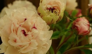 白芍药花语 什么是白芍药花语