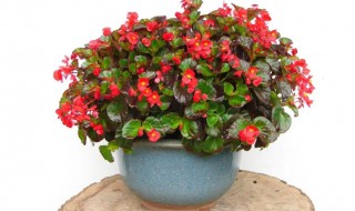 室内观赏植物有哪些（室内观赏植物有哪些?叫什么名字?）