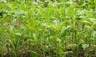 茼蒿种植简单方法（藜蒿怎么种植）