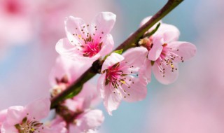 三年级作文桃花300字 三年级作文桃花精选篇