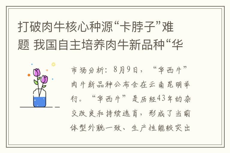 打破肉牛核心种源“卡脖子”难题 我国自主培养肉牛新品种“华西牛