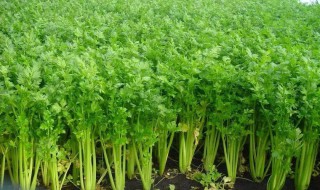 水芹菜怎么种植方法 水芹菜如何种呢