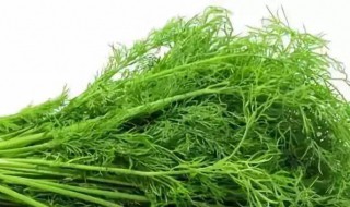 茴香是不是发物 茴香属于发物吗