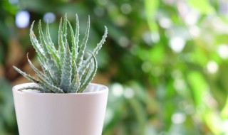 好养室内植物有哪些 好养室内植物有哪些图片