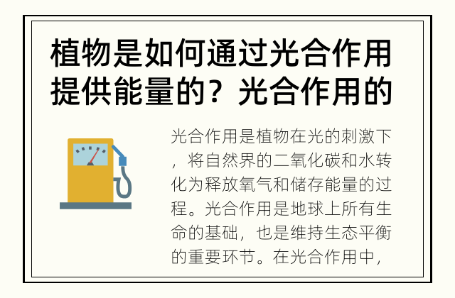 植物是如何通过光合作用提供能量的？ 光合作用的机制及重要性