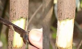 果树的繁殖方法是什么 苹果适合什么繁殖方式