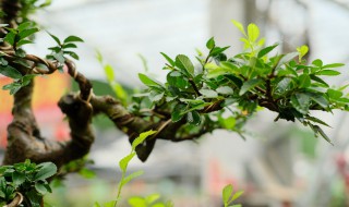 小榆树盆景造型方法 小榆树盆景造型方法是什么