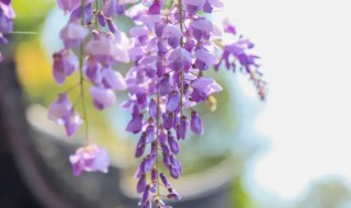 室外爬墙植物有哪些 室外爬墙植物有哪些种类