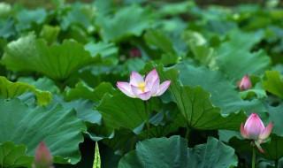 夏至和立夏是什么意思 夏至和立夏介绍