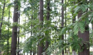 水杉树适合种室内吗，水杉树适合种室内吗风水好吗