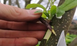 嫁接桃树接穗方法 嫁接桃树什么时候好