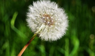 蒲公英的果实是什么样子的 蒲公英的果实样子描述