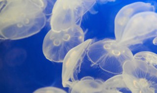 水母和海蜇有什么区别 水母和海蜇的区别介绍