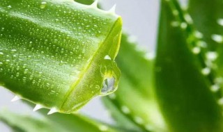 芦荟胶可以淡化疤痕么 芦荟胶能不能淡化疤痕