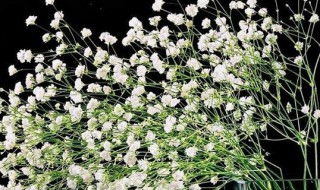 满天星一年四季都开花吗 关于满天星开花时间介绍