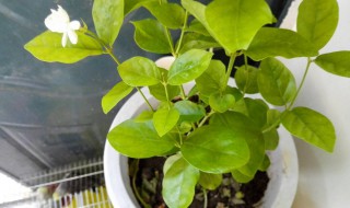 茉莉叶子发黄怎么回事 茉莉叶子发黄该怎么办