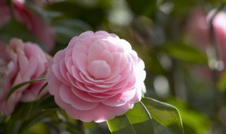 芍药适合种在室内吗（芍药适不适合室内种植）
