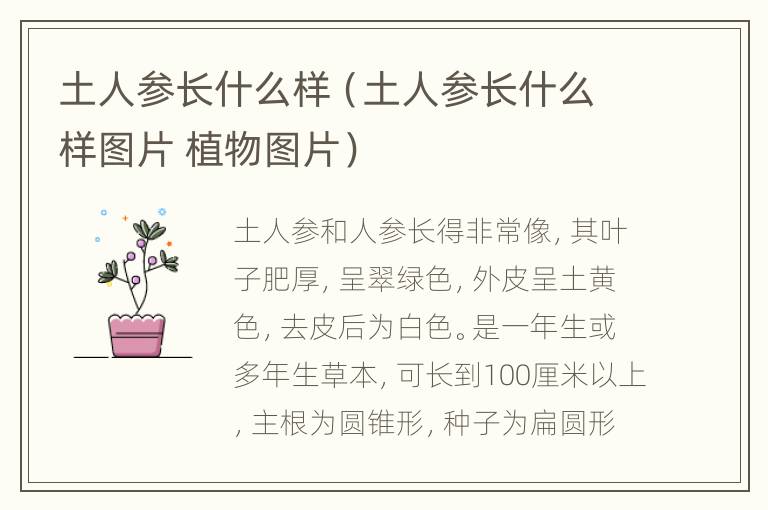 土人参长什么样（土人参长什么样图片 植物图片）