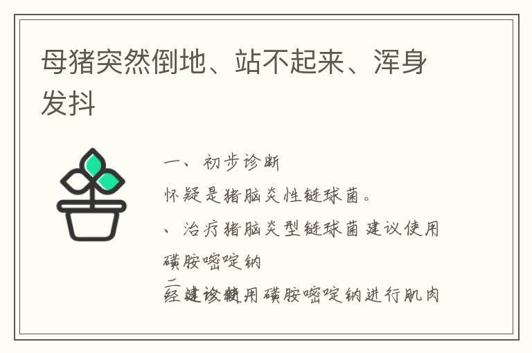 母猪突然倒地、站不起来、浑身发抖