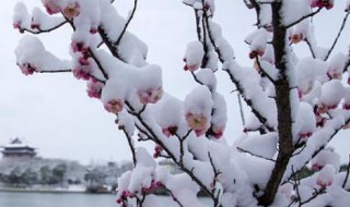 踏雪寻梅原型 踏雪寻梅原型是谁