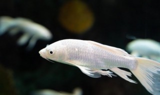 菱角能和鱼一起养吗 菱角和鱼混养
