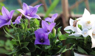 桔梗花的种植方法 桔梗花的种植方法和时间