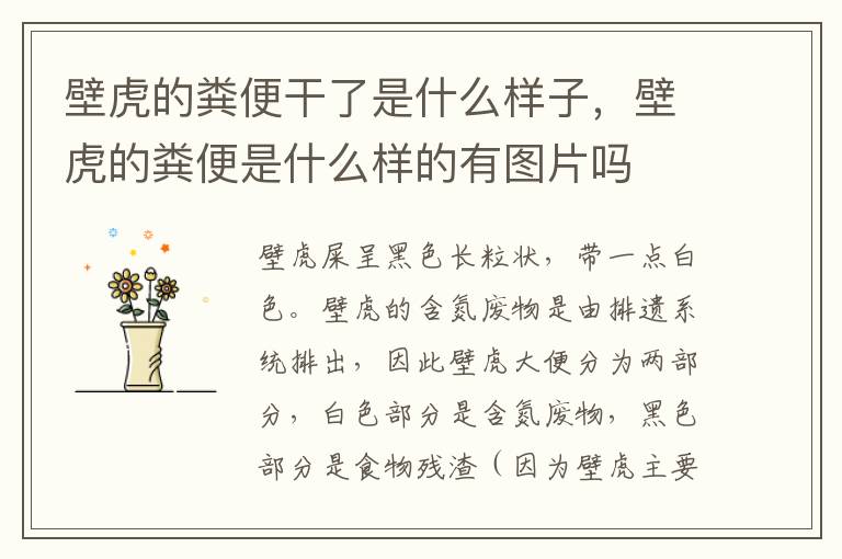 壁虎的粪便干了是什么样子，壁虎的粪便是什么样的有图片吗