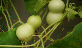 室内适合种葫芦吗 室内适合种葫芦吗风水