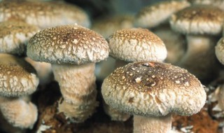 蘑菇的种类有哪些 浅谈蘑菇的种类