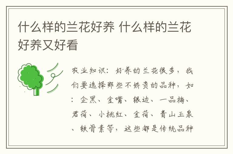 什么样的兰花好养 什么样的兰花好养又好看