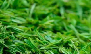 清明茶不香了怎么处理 清明茶不香了解决方法