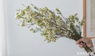 雪柳养殖方法与注意事项 养殖雪柳方法与注意事项