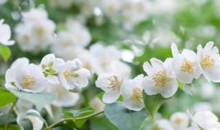 茉莉的花语和寓意 茉莉的花语和寓意是什么