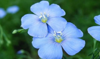 家庭蓝花亚麻种子种植方法 家庭蓝花亚麻种子什么种最好