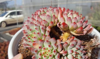 多肉植物蓝精灵养殖方法 蓝精灵多肉的养殖方法和注意事项