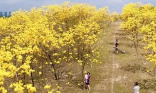 松山湖的黄花风铃木在哪里 松山湖的黄花风铃木位置