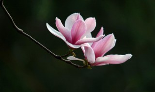 玉兰花是不是也叫辛夷花 玉兰花和辛夷花介绍