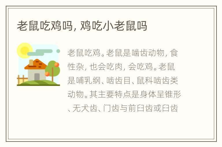 老鼠吃鸡吗，鸡吃小老鼠吗