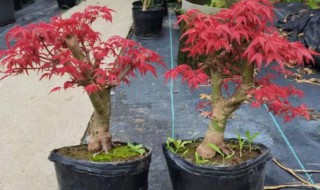 枫树适合种在室内吗 枫树能种在室内吗
