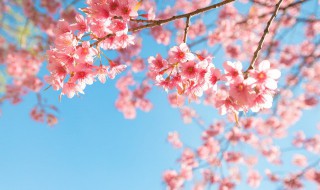 春天花粉多怎么办 怎样预防春天花粉过敏