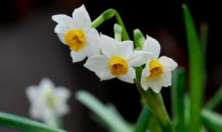 对水仙花的感悟 对水仙花的感悟怎么写